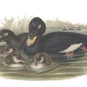White-winged Scoter